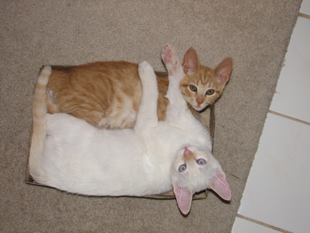 2009/10(October)/Misc/640x480_20100206 586.JPG